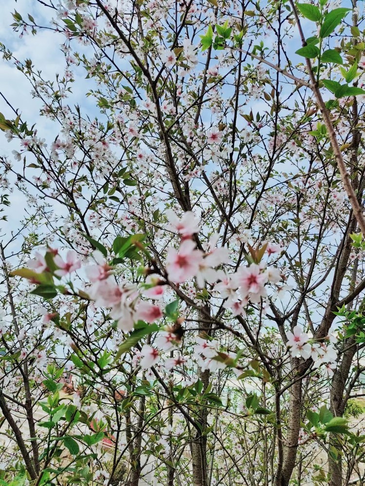 美好學校|清明節放假通知——重慶市遠恒佳學校2024年清明節致家長的一封信 美好學校|清明節放假通知——重慶市遠恒佳學校2024年清明節致家長的一封信